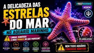 Por que estrelas do mar exigem aten&ccedil;&atilde;o no aqu&aacute;rio marinho #enem #reefmarinho
