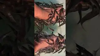 ❣️❣️my  🐟fish pedicures ..amazing experience❣️❣️ #shorts #vacation