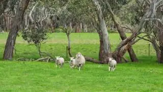 'TOMS' -  Tyrendarra