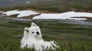 Norge på tvers med hund // across norway with samoyed