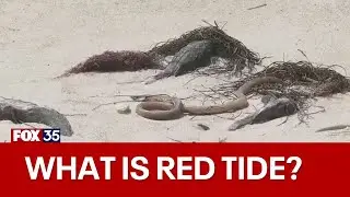 Red tide to impact several Florida beaches over Spring Break