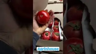 #TomatoExport#TomatoExportToRussia#RussianMarket#RussiaImport#AgroExportRussia#FreshProduceExport