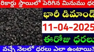 మార్కెట్లో మినుము ధరలు 12-04-2025 || Today Minumulu Rate || Minumu rateToday || #minumudhra Market