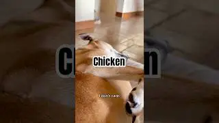 I understand English🐶 #dogshorts #doglife  #love #puppy #dog #dogsofinstagram #funny#dogs #doggo