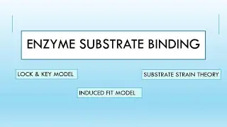 Enzyme Substrate Binding - Models (#enzymes  - 5)