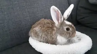 Luna Bunny cute