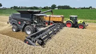 First Massey Ferguson IDEAL 7 in Holland | wheat harvest | 2x Claas Arion 650 | NIVU