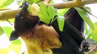 Giant Fruit Bat Eating Guava | Flying Fox (Bat)