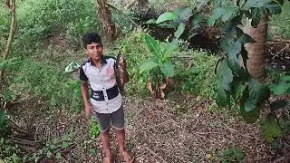 Kerala Inland Backwater Fishing | Catching Varal Fish (Snakehead Murrel - Channa striata) in Kerala