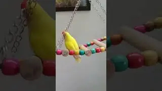 variety of colorful wooden chewable toys, swings, play stand & premium bird food at your doorstep