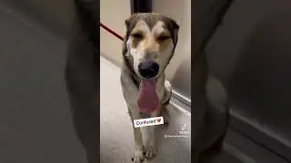Returned to the shelter for being too big S&rsquo;mores #A580287 Kennel 554 #dog #shelterdog #adopt #dogs