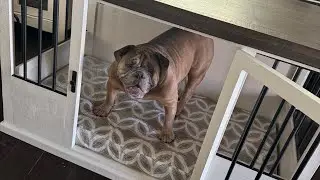 BLUE&rsquo;S NEW CUSTOM KENNEL HAS ARRIVED 💙💙