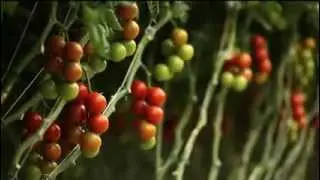 President & CEO, Michael A. DeGiglio discusses Village Farms