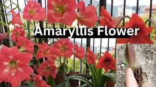 Amaryllis, Low maintenance flower, Easy care and Reblooming (रामनवमी फुल ) #gardening #amaryllis