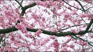 Cherry Blossoms from my window || Lutfur Polash
