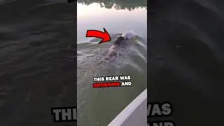 SAVING DROWNING BEAR! #pets #animalrescue #cuteanimals #animals #cute #animalstories