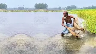 Traditional Net Fishing Video - Old Man Catching  Fish - Net Fishing Skill