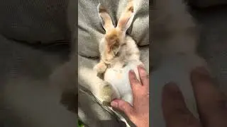 SPRUNKI RABBIT 🐇🤣 #animation #sprunky