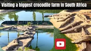 A Visit to the biggest crocodile farm in South Africa