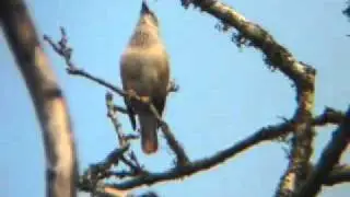 Birding Myanmar Episode 15