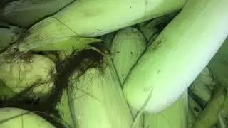 25 August 2020 Making Dukunu