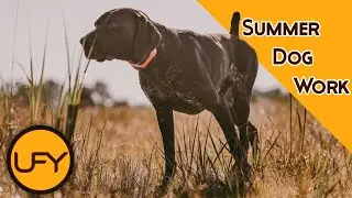 Dog on Point | Pointing Dog Training With Live Birds