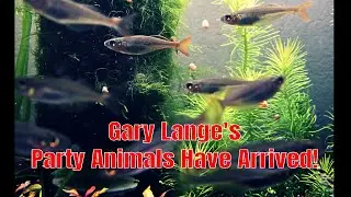 Gary Lange's Party Animals Have Arrived!