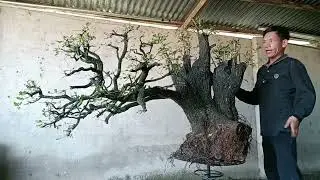 CT08 Cụ Cẩm Thị  khủng