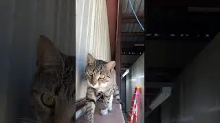 High kitty