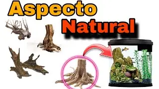 DIY Cómo CURAR TRONCOS , RAÍCES Y RAMAS  antes de introducirlos a mi ACUARIO | Curado de TRONCOS