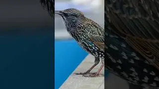 4 Crazy facts about Starling🐦&zwj;⬛#animals Music: RedlineMusician: EnjoyMusicURL:  