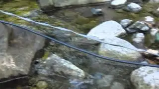 Bridal Veil Creek 