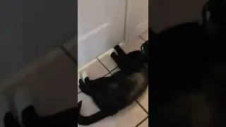 Кот открывает и закрывает дверь #кот #животные #милый