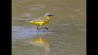 V&ouml;gel an der Wasserstelle auf dem Feld ( u.a Schafstelze, Bachstelze, Distelfink, Star usw.)