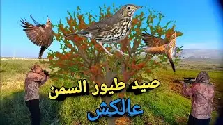 صيد طيور السمن عالكش2023