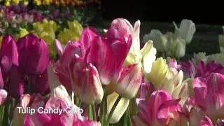 Tulip Candy Club - Tulip Bulbs from Holland