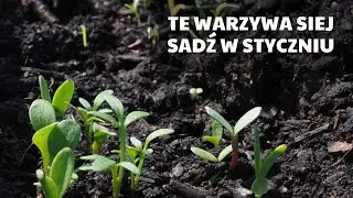 Jakie warzywa można siać i sadzić w styczniu?