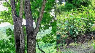 GEMONITES 2000 RAINORAMA
