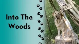 Do you have a special place to go and relax? #short #dogs