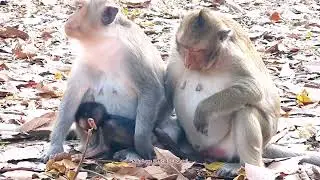 #Sreymao's monkey just gave birth to a beautiful baby #Среймао только что родила прекрасного ребенка