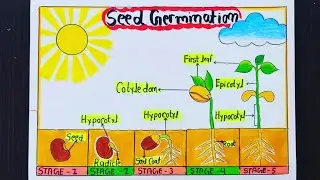 Seed Germination Science Project|Science Project|Seed Germination Drawing|Seed germination Project