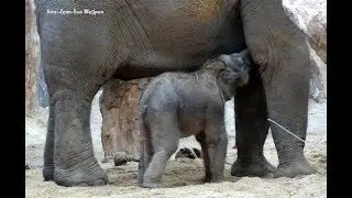 Dierenpark Amersfoort -  new born elephant 6 day's old