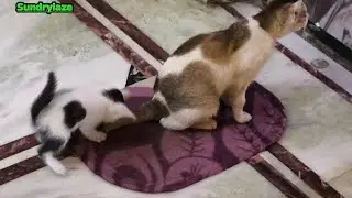 Sweet Cat #huntingcat #kitten #cat #playingkitten #catlover #catvideos #catshorts #catvideo #ytvideo