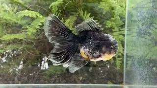 19710 Black Kirin Rosetail Oranda