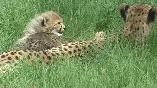 Cheetah mother and cubs in Safaripark Beekse Bergen