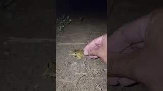 #frog #funny #animals #comedy #nature #kipasmurah #comedyfilms #shortsfeed #automobile #bebekhibrid