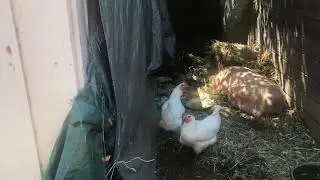 Mama Pig Protects and Cares For Her Piglets