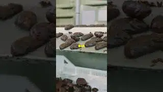 How It's Made: The History of Chocolate! #chocolate #howitsmade #channel #facts #highlight #history