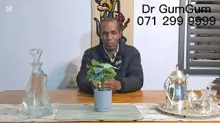 Dr Gum Gum - Ukuvuselela imizwa