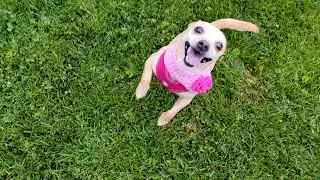 This Is True Happiness! | Ep 186 | Chewby & Snow White 😎🥰😁😆 #happy #happydogs